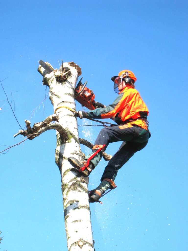 fakivágás Nagykőrös, fakivagas nagykoros